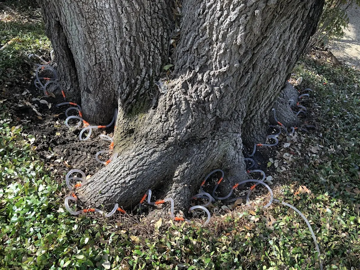 Detailed Tree Cabling and Bracing job site in Port Jefferson